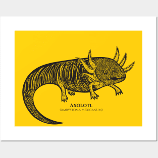 Axolotl with Common and Scientific Names - cool detailed animal design Posters and Art